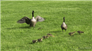 Geese parents and their goslings at Mill Pond Park