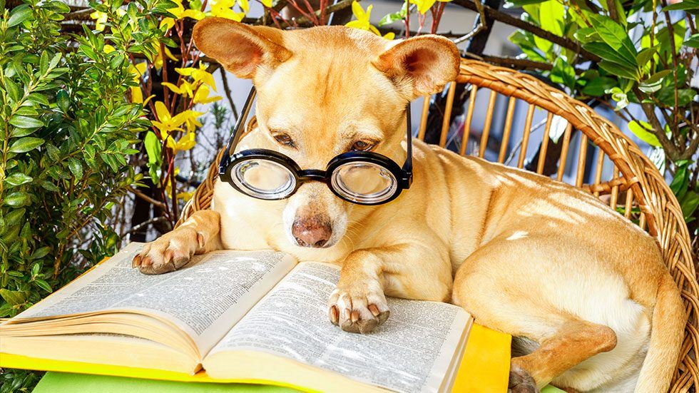 corgi reading book wearing sunglasses