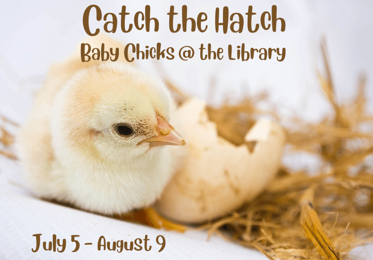 catch the hatch newsflash