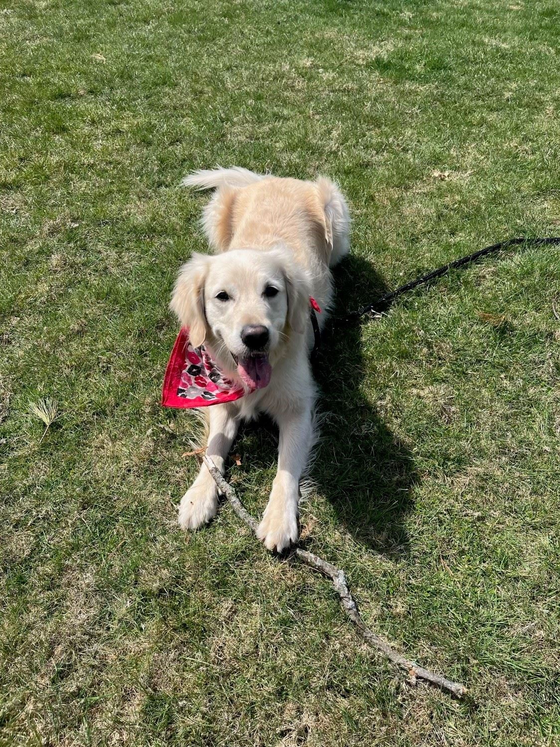 Tales to Tails with Maple Bacon